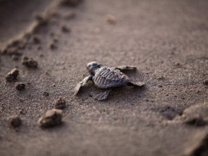 emerald-coast-convention-sea-turtle-beach-walk