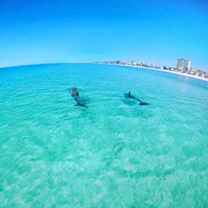 fort walton beach waverunner dolphin tour